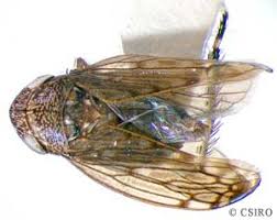 Attēlu rezultāti vaicājumam “Cicadellidae”