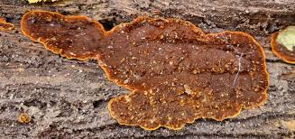 Attēlu rezultāti vaicājumam “Gloeoporus taxicola”