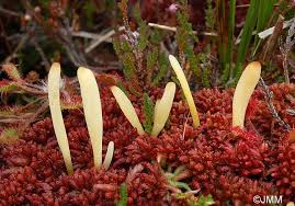 Attēlu rezultāti vaicājumam “Clavaria argillacea”