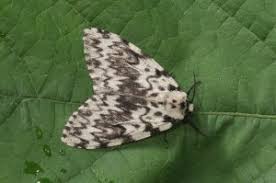 Attēlu rezultāti vaicājumam “Lymantria monacha”