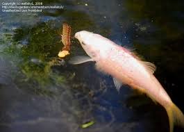 Attēlu rezultāti vaicājumam “Rhantus frontalis”
