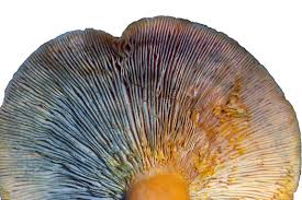 Attēlu rezultāti vaicājumam “Lactarius deterrimus”