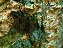 Attēlu rezultāti vaicājumam “Stemonitis axifera var. smithii stalked”