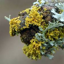Attēlu rezultāti vaicājumam “Xanthoria candelaria”