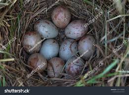 Attēlu rezultāti vaicājumam “Crex crex nest”