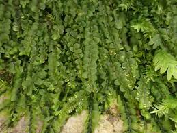 Attēlu rezultāti vaicājumam “Jungermannia sphaerocarpa”