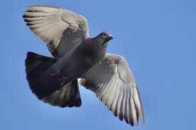 Attēlu rezultāti vaicājumam “Columba livia f. domestica”