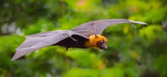 Attēlu rezultāti vaicājumam “Chiroptera”