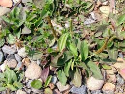 Attēlu rezultāti vaicājumam “Plantago major subsp. intermedia”