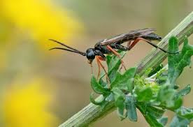 Attēlu rezultāti vaicājumam “Tetanops myopina”