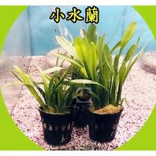 「水蘭」的圖片搜尋結果