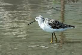 Attēlu rezultāti vaicājumam “Tringa stagnatilis adult”