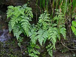 Attēlu rezultāti vaicājumam “Cystopteris fragilis”