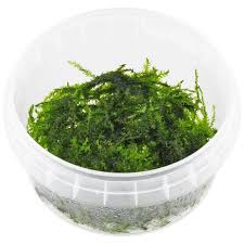 Attēlu rezultāti vaicājumam “Leptodictyum riparium”