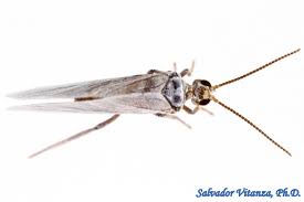 Attēlu rezultāti vaicājumam “Coniopterygidae”