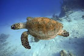 Image result for Lepidochelys kempii