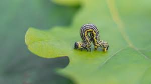 Attēlu rezultāti vaicājumam “Abraxas sylvata imago”