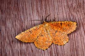 Attēlu rezultāti vaicājumam “Angerona prunaria”