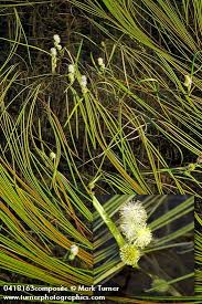 Attēlu rezultāti vaicājumam “Sparganiaceae”