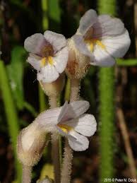 Attēlu rezultāti vaicājumam “Orobanche coerulescens flower”