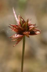 Attēlu rezultāti vaicājumam “Juncus capitatus”