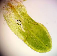 Attēlu rezultāti vaicājumam “Tortula lingulata macro”