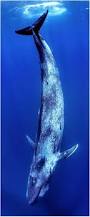 Image result for Balaenoptera musculus