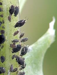 Attēlu rezultāti vaicājumam “Aphis fabae”