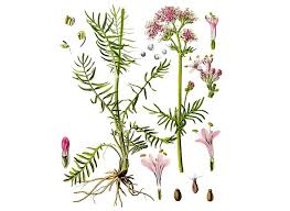 Attēlu rezultāti vaicājumam “Valeriana officinalis bud”