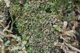 Attēlu rezultāti vaicājumam “Riccardia multifida”