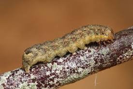 Attēlu rezultāti vaicājumam “Mamestra brassicae larva”