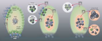 Attēlu rezultāti vaicājumam “Bryum funkii cells”