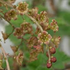 Attēlu rezultāti vaicājumam “Ribes rubrum flower”