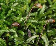 Attēlu rezultāti vaicājumam “Brachytheciastrum velutinum”