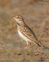 Image result for Melanocorypha bimaculata