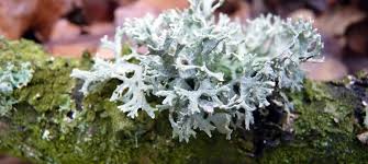 Attēlu rezultāti vaicājumam “Evernia prunastri”