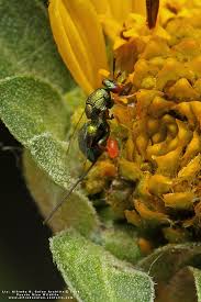 Attēlu rezultāti vaicājumam “Torymidae”