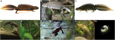 Attēlu rezultāti vaicājumam “Triturus cristatus”