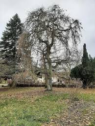 Attēlu rezultāti vaicājumam “Fraxinus excelsior Pendula bud”