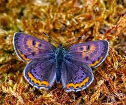 Attēlu rezultāti vaicājumam “Coenonympha hero underside”
