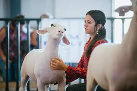 Image result for Lamb Angling Club