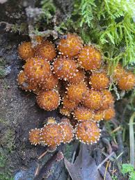 Attēlu rezultāti vaicājumam “Pholiota heteroclita”