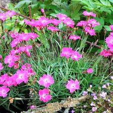 Image result for Dianthus