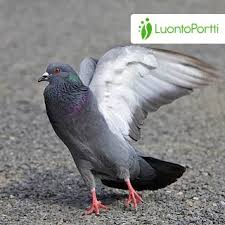 Attēlu rezultāti vaicājumam “Columba livia f. domestica adult”