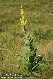Attēlu rezultāti vaicājumam “Verbascum thapsus”