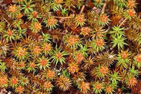 Attēlu rezultāti vaicājumam “Polytrichum piliferum”