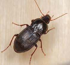 Attēlu rezultāti vaicājumam “Pterostichus quadrifoveolatus”