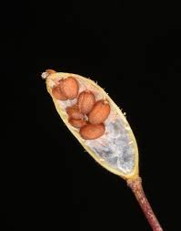 Attēlu rezultāti vaicājumam “Draba nemorosa”