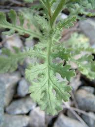 Attēlu rezultāti vaicājumam “Senecio viscosus flower”
