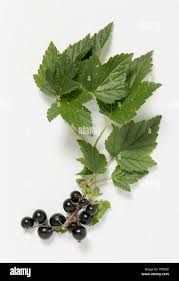 Attēlu rezultāti vaicājumam “Ribes nigrum leaf”